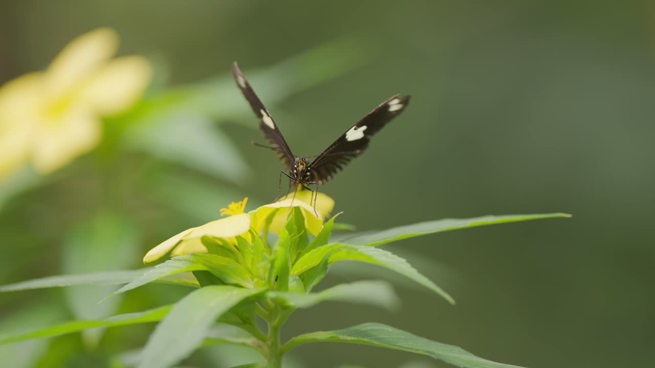Un primo piano di una farfalla che si nutre del nettare di un fiore dorato.