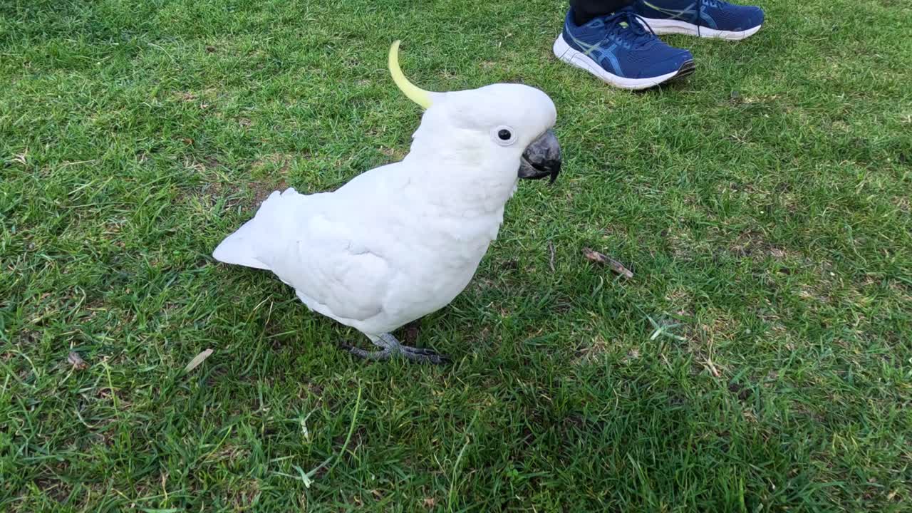 cacatuas que se reúnen e interactúan en la zona de hierba