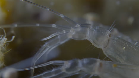 macro close-up of a translucent underwater crustacean