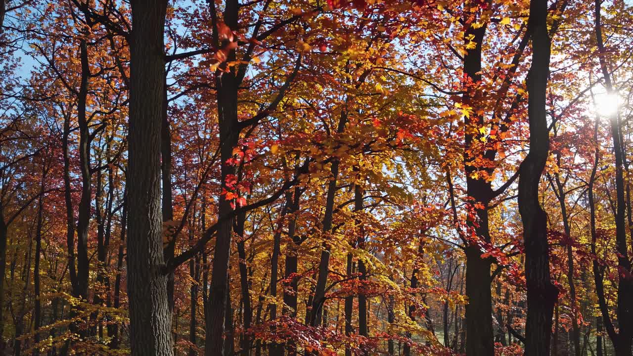 A serene video captures a low-angle view of a sunlit autumn forest, highlighting vibrant red