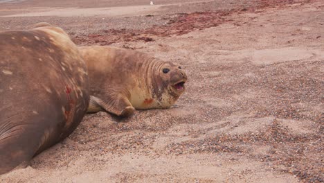 Der-Strandmeister,-Der-Dominante-Männliche-See-Elefant,-Versucht,-Ein-Junges-Weibchen-Zur-Unterwerfung-Zu-Zwingen,-Während-Andere-Ihn-Mit-Sand-Bewerfen