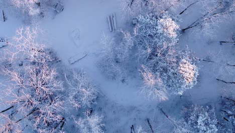 Un-Dron-Disparó-Mirando-Hacia-Abajo-Sobre-Un-Bosque-Cubierto-De-Nieve-Mientras-Se-Levantaba