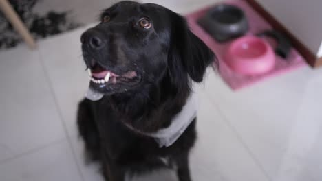 black dog with white scarf sits near pink and gray food bowls on tiled floor