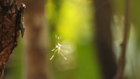 Mosquitoes-mating--green--wind.-