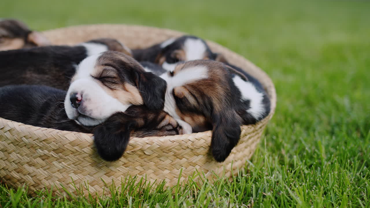 Beagle puppies dozing in a basket that stands on the green grass.