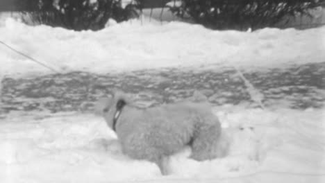 el perro fox terrier de alambre blanco disfruta de un paseo por el vecindario en invierno