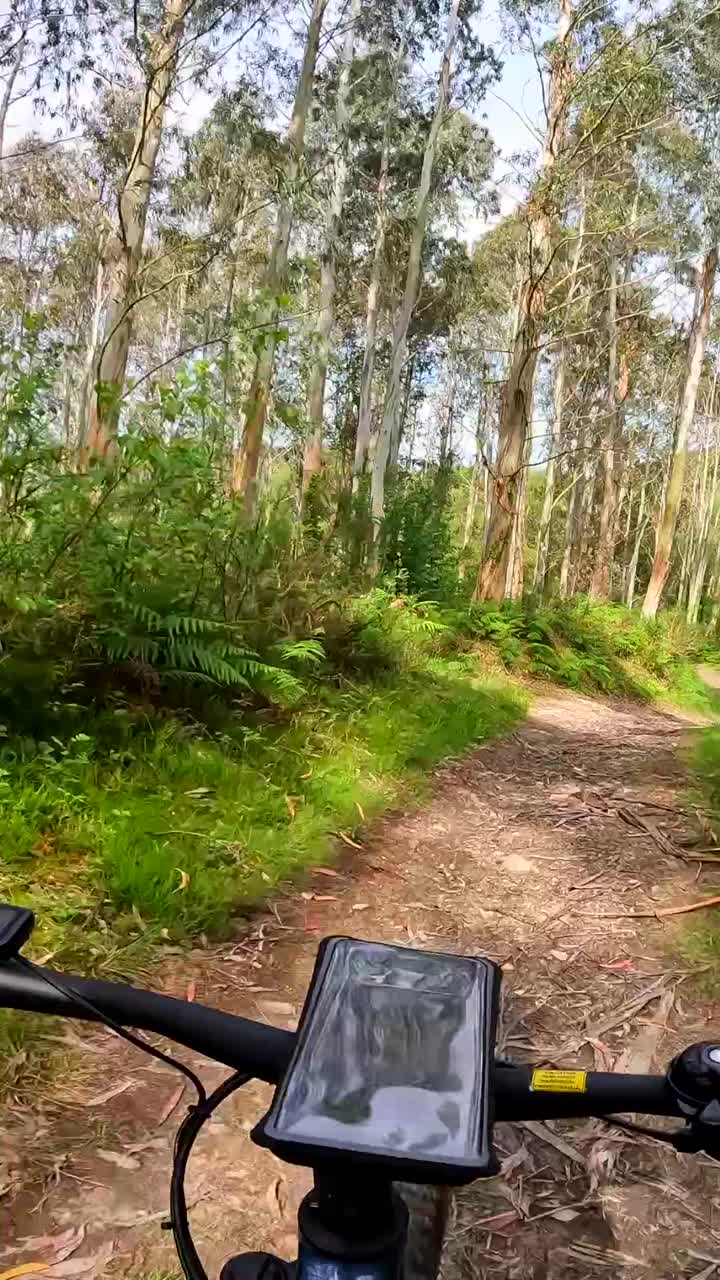 Mountain Biking through a Forest Trail