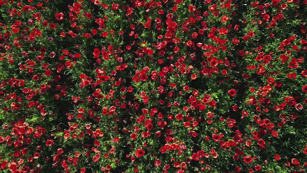 volar cerca con la cámara directamente hacia abajo por encima de un campo de amapolas balanceándose suavemente en el viento
