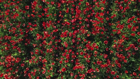 fly up close with the camera straight down above a field of poppies gently swaying in the wind