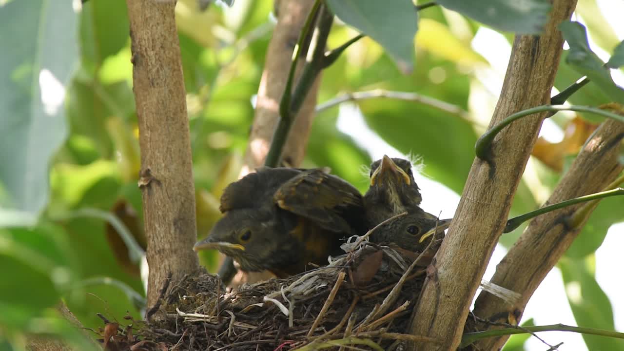Rufous-bellied thrush bird chicks stretching and growing in the nest