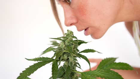 primer plano detalle de niña nariz oliendo cogollos de una planta de cannabis
