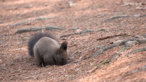 Eurasisches-Graues-Eichhörnchen-Hebt-Pinienkerne-Vom-Boden-Auf-Und-Frisst