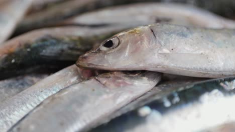 fresh sardines at the market