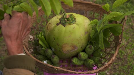 Alter-Mann-Opfert-Und-Sammelt-Kokosnussblätter-Und-Bananen-In-Einem-Holzkorb-Als-Opfergaben