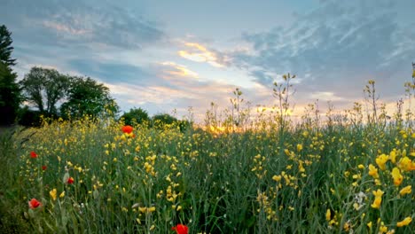 timelapse of a glowy sunset over a field of rapeseed and poppy flowers with dynamic clouds at springtime