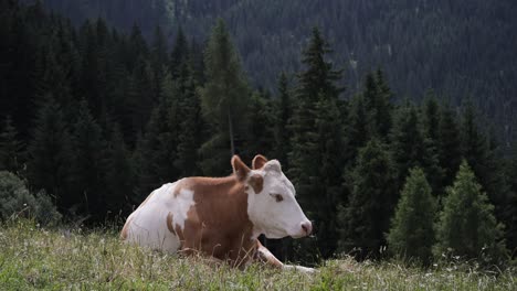 a lying brown and white alpine cow in the alpine pasture shakes the flies off its head