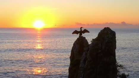 aerial view of cormorant with wings spread, guarding the nest on top of cathedral rocks - nsw, australia