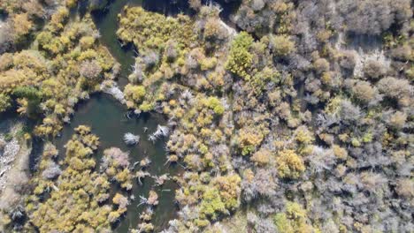 Straight-down-view-of-beaver-ponds-as-the