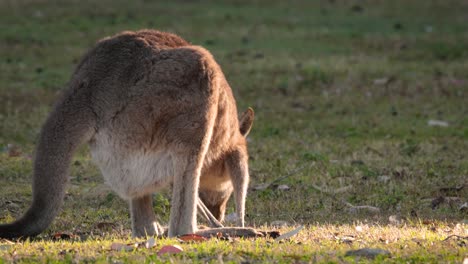 eastern grey kangaroo showing bulge in pouch feeding in morning sunshine, coombabah lake conservation park, gold coast, queensland