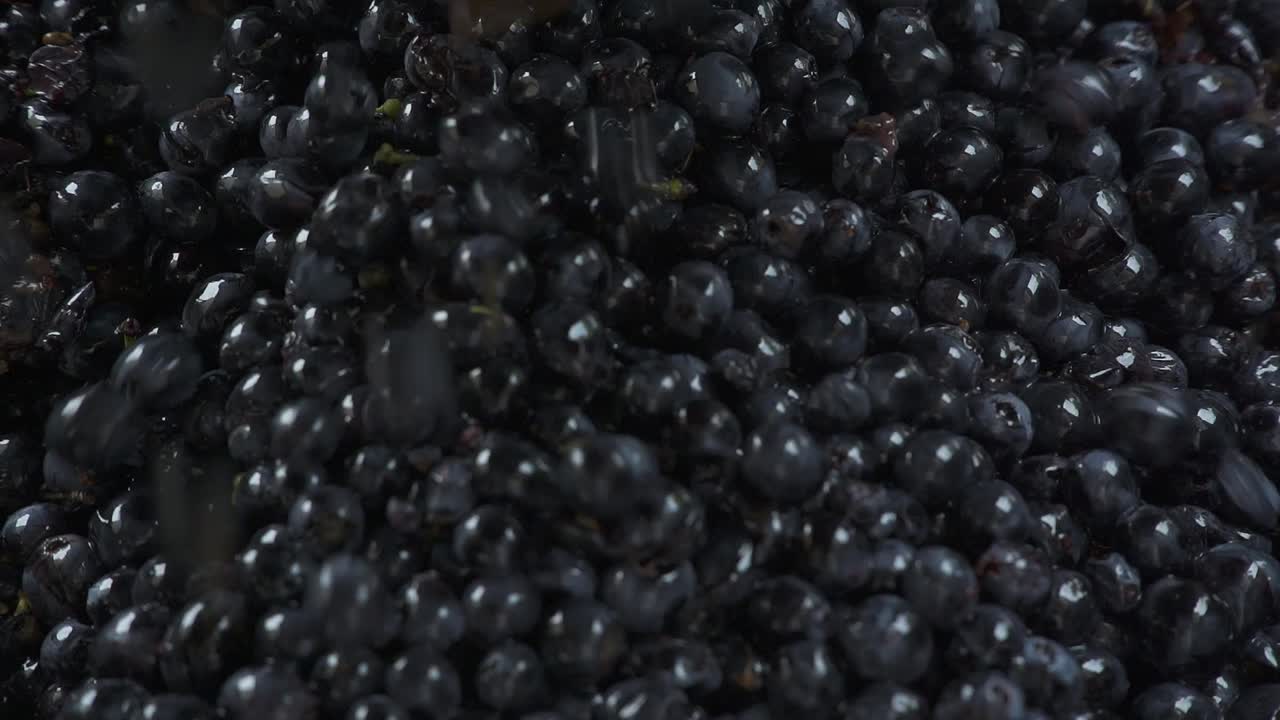 Grapes being processed for wine making