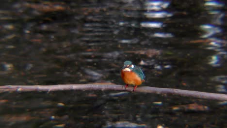 Un-Martín-Pescador-Común-Sentado-En-Una-Rama-En-El-Parque-Musashiseki-En-Tokio,-Japón