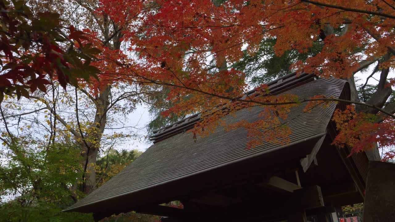 Typical Japanese temple rooftop flanked by vibrant autumn colors