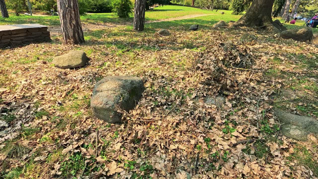 공원 에 있는 나무  의 잎 을 탐사 하는 비둘기