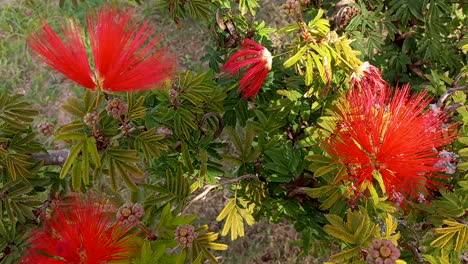 a beautiful calliandra plant, with four red flowers, contrasting with the green and yellow leaves