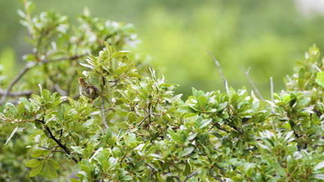 a house sparrow jumps on to an oak branch before flying away - passer domesticus