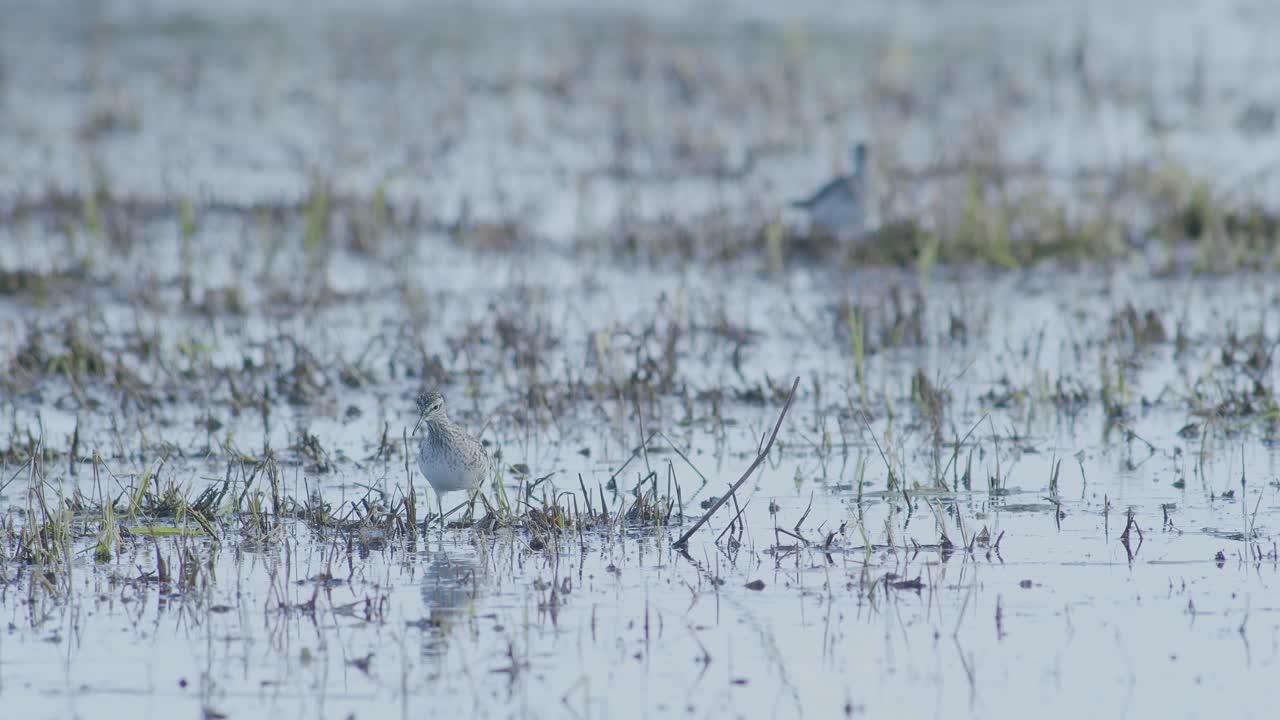 Common greenshank feeding in wetlands flooded meadow during spring migration