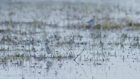 Common-greenshank-feeding-in-wetlands-flooded-meadow-during-spring-migration