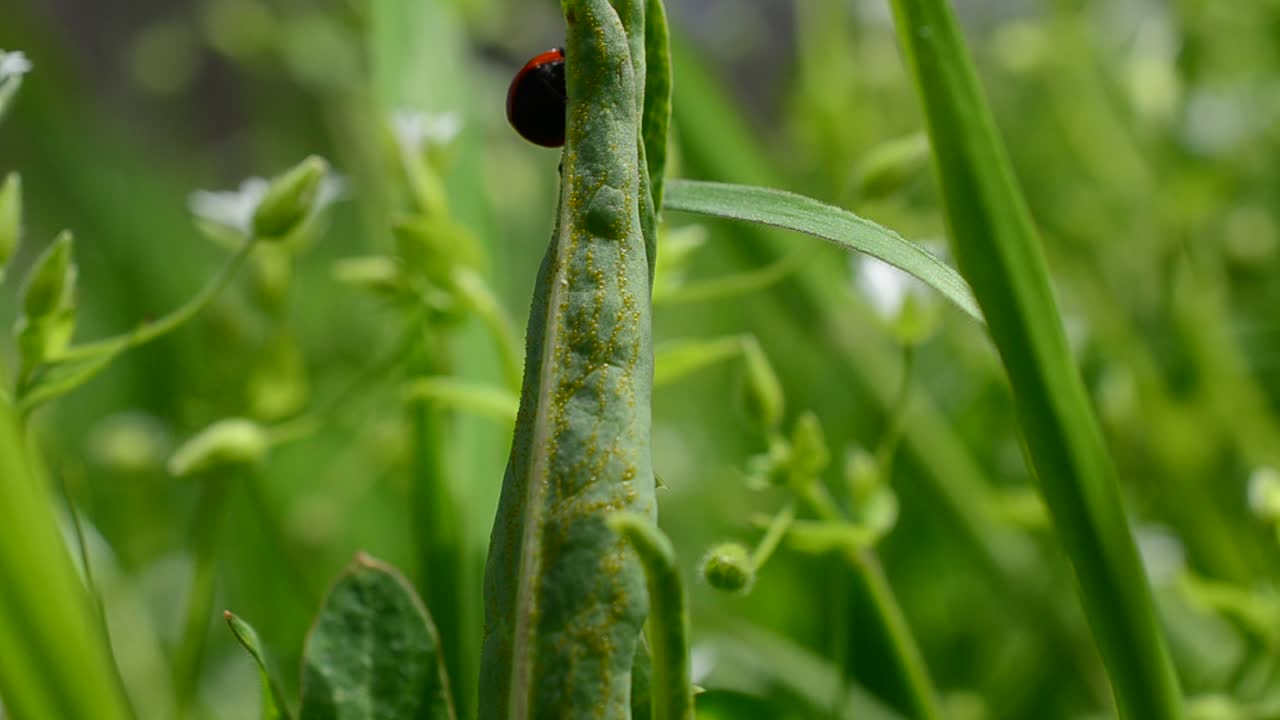 Der Marienkäfer kriecht auf einem Grashalm. Marienkäfer auf Gras.