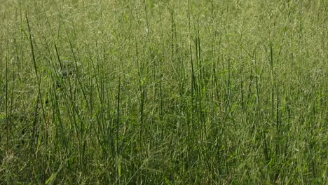 white -breasted waterhen - green grass