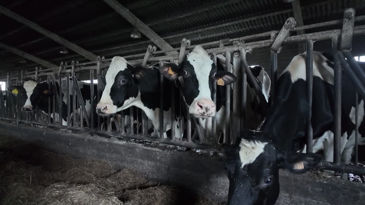Slow motion footage of indoor straw feeding on a dairy farm during winter conditions