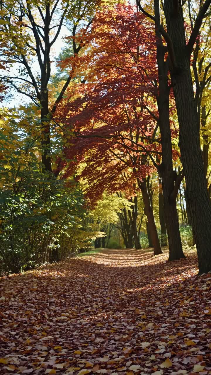 A serene video concept of a forest path covered in autumn leaves