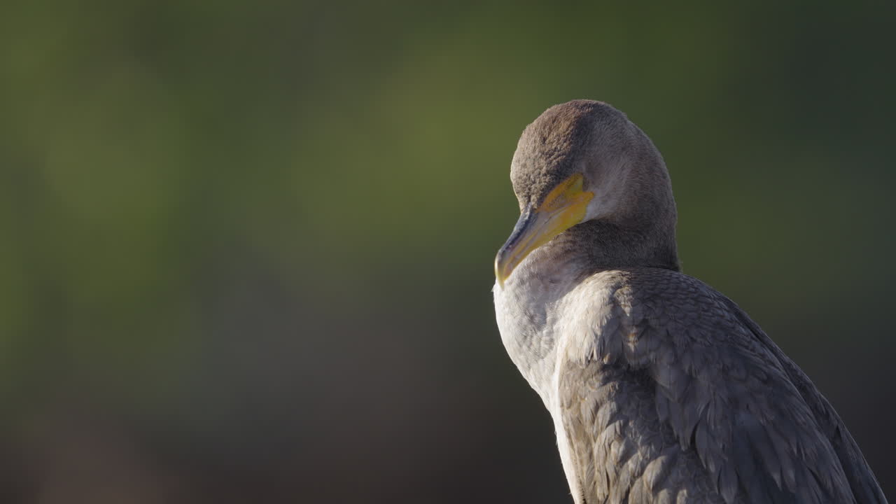 Sleepy Juvenile Cormorant Waking Up Close Up
