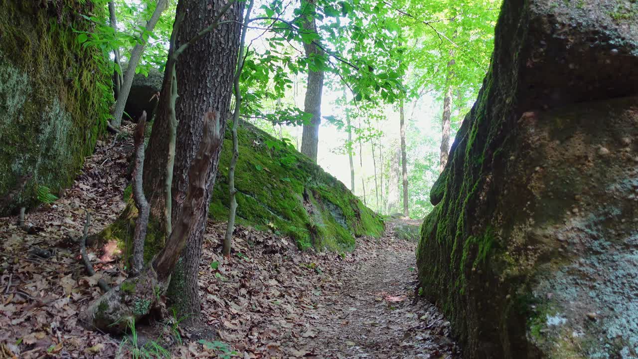 Filmato incantevole di un sentiero nel bosco fiancheggiato da rocce coperte di muschio e vegetazione lussureggiante.