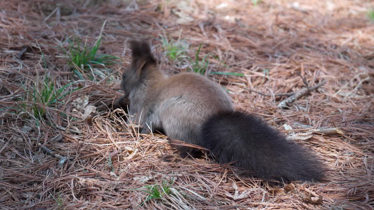 ardilla gris euroasiática hurga en agujas de pino caídas en busca de nueces en el suelo en el bosque de seúl