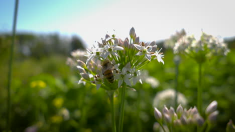 Nahaufnahme-Einer-Honigbiene,-Die-Eine-Blume-Bestäubt