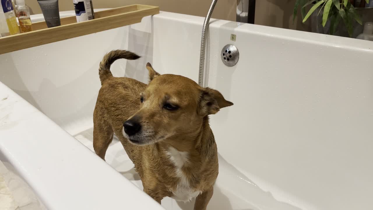 perro temblando violentamente después del baño, lindo jack russel marrón sacudiéndose después de un baño húmedo y frío