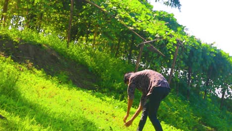 Young-farmer-picking-dangerous-grass-near-vineyard,-handheld-view