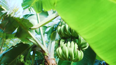 revelación de racimos de banano colgando de un árbol detrás de una hoja en la jungla