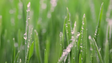 green grass close-up super macro shooting.