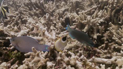 close shot of colorful tropical reef fish, angelfish, rabbit fish, butterfly fish, parrotfish are feeding on a coral reef in clear water