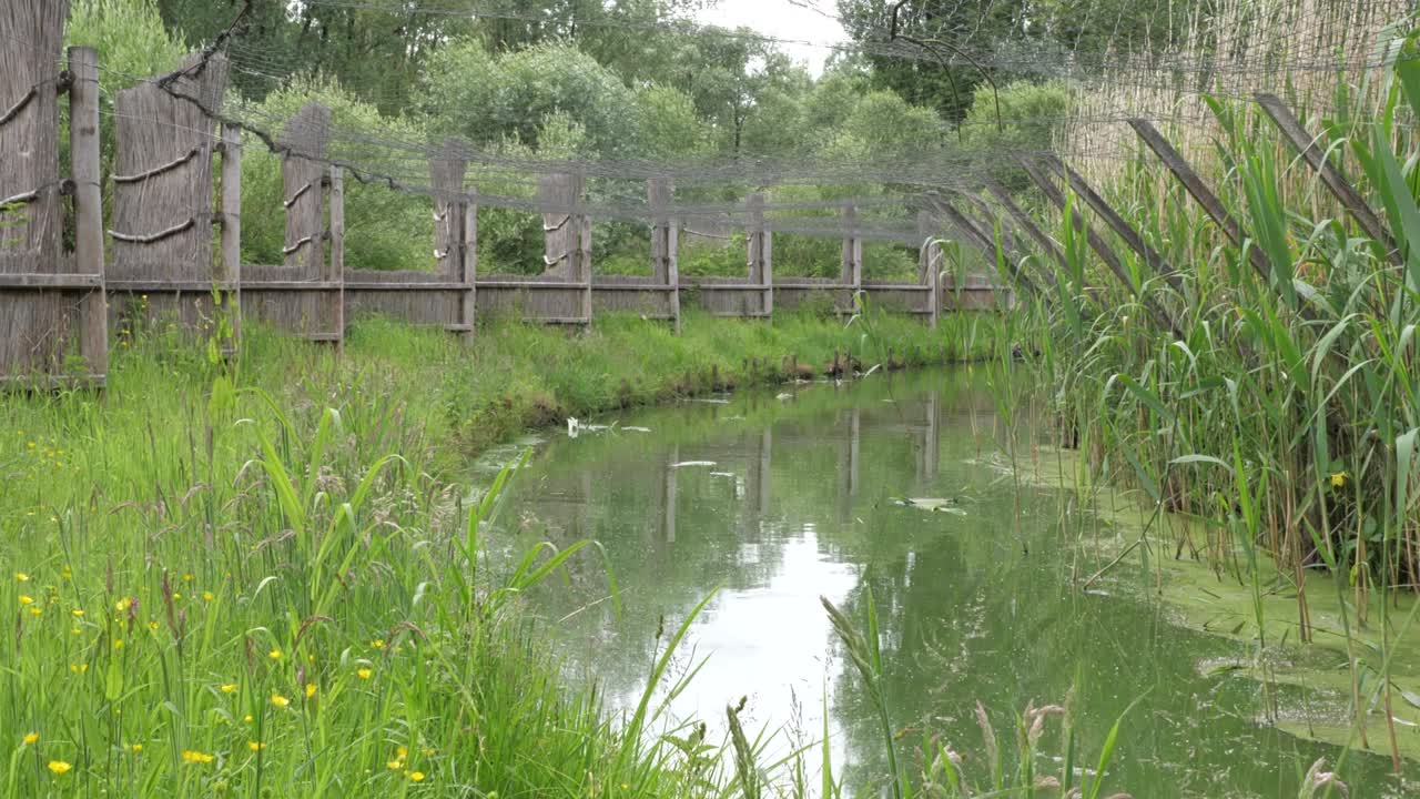네덜란드 비스보스 국립공원 (biesbosch national park) 에서 오리 미끼