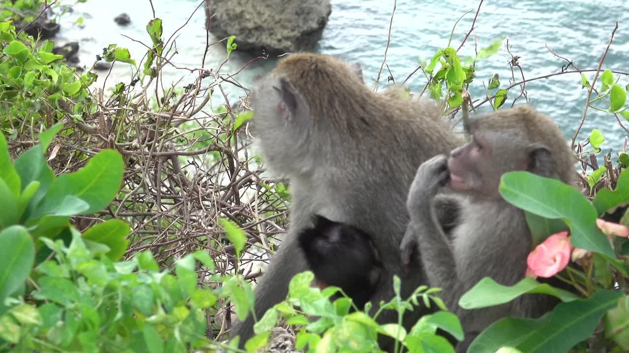 monos macacos de cola larga en el acantilado ventoso con vistas a las olas debajo