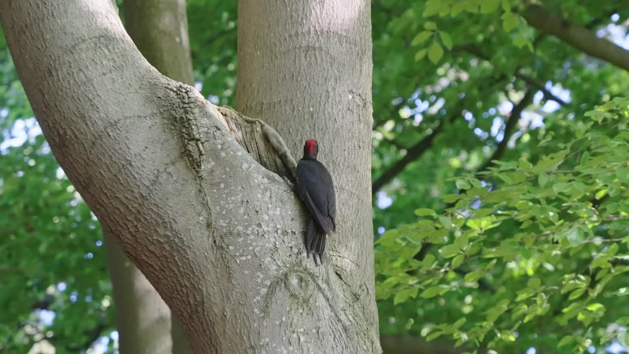 pájaro carpintero negro dryocopus martius alimentándose de larvas de insectos desde el interior de un árbol
