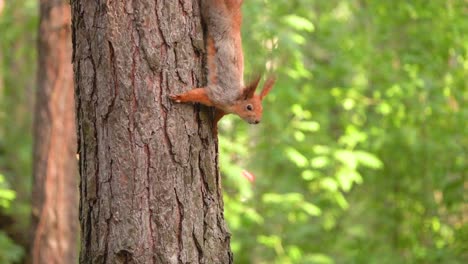 squirrel climbing a tree in a forest