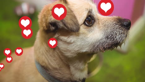 animación de iconos de corazón flotando sobre el perro mascota en casa