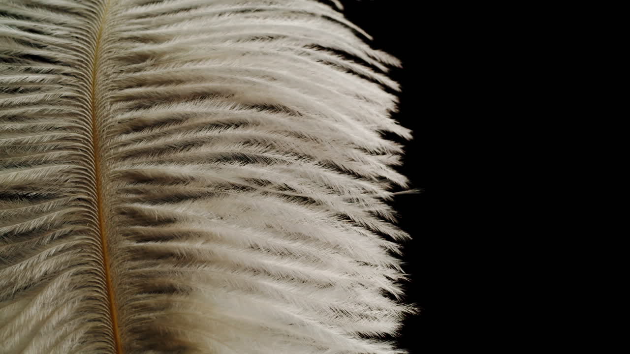 Close-up of a White Ostrich Feather